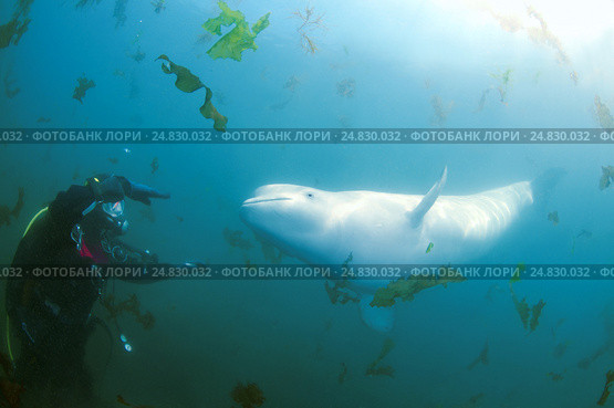 Beluga whale or white whale (Delphinapterus leucas) Sea of Japan. Стоковое фото, фотограф Некрасов Андрей / Фотобанк Лори