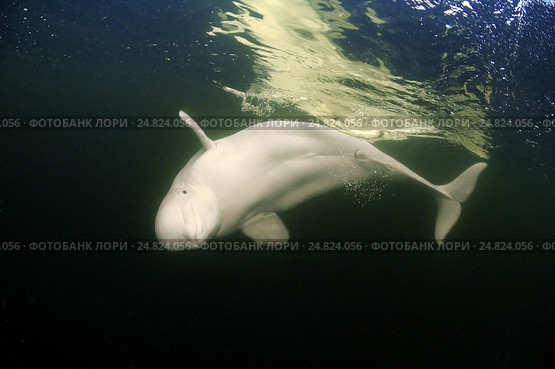 Белуха (Delphinapterus leucas). Белое море, Карелия, Арктика. Стоковое фото, фотограф Некрасов Андрей / Фотобанк Лори
