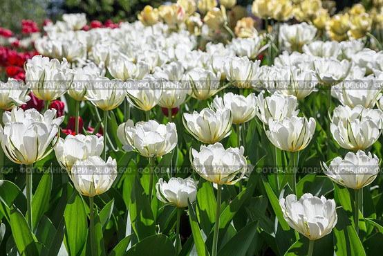 Белые тюльпаны в весеннем парке.  Spring, white tulips in dew drops on a flowerbed in a city park. Стоковое фото, фотограф Лариса Гордеева / Фотобанк Лори