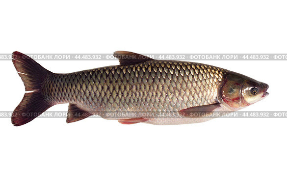 Белый Амур на изолированном фоне  (Ctenopharyngodon idella (Valenciennes, 1844) - промысловая рыба Волго-Каспийского бассейна. Стоковое фото, фотограф Павел Просянов / Фотобанк Лори