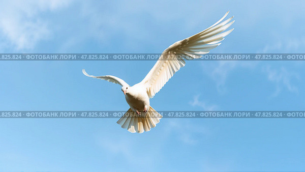 Белый голубь летит в голубом небе, раскрыв крылья. A white dove flies in the blue sky, wings open. Стоковое AI-изображение, AI-художник Смирнова Светлана / Фотобанк Лори