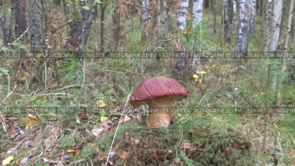 Белый гриб. Стоковое видео, видеограф Евгений Пузаков / Фотобанк Лори