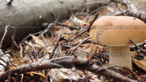 Белый гриб (Boletus edulis) найден среди валежника. Стоковое видео, видеограф Александр Романов / Фотобанк Лори