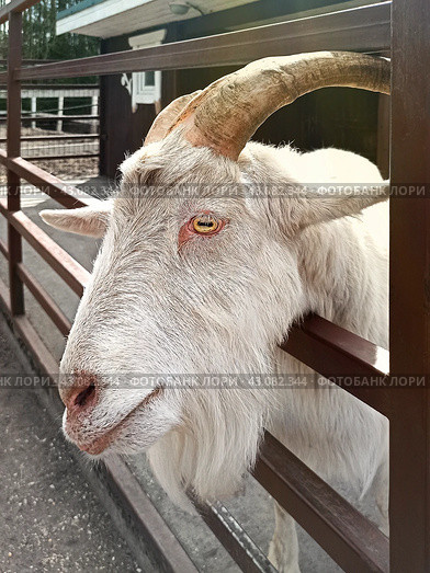 Белый козел за оградой. Стоковое фото, фотограф Светлана Качанова / Фотобанк Лори