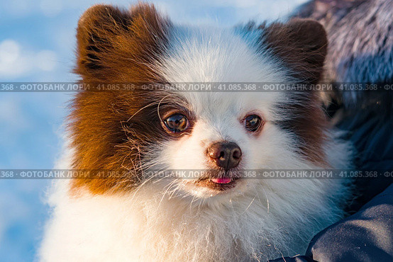 Белый померанский шпиц с высунутым язычком.Pet dog breed Pomeranian white Spitz close-up on a light background. Стоковое фото, фотограф Любовь Демус / Фотобанк Лори