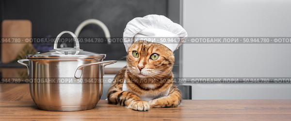 Bengal cat dressed as a chef with a saucepan in the kitchen. Стоковое фото, фотограф Светлана Султанаева / Фотобанк Лори