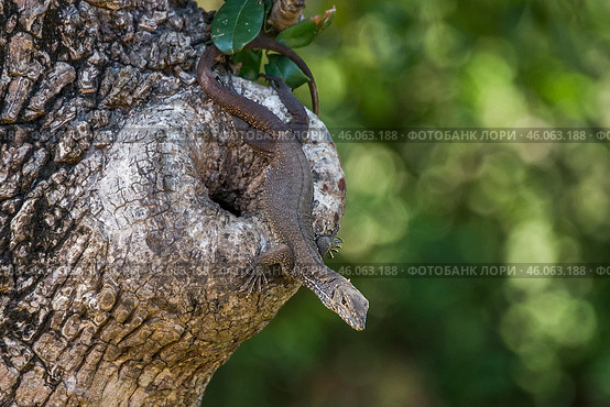 Бенгальский варан (Varanus bengalensis) сидит на стволе дерева на тёмно-зелёном фоне (2018 год). Стоковое фото, фотограф Анна Ефимова / Фотобанк Лори
