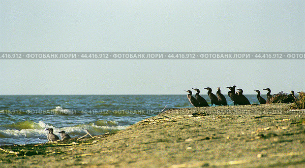 Берег Каспийского моря, остров Малый Жемчужный, Бакланы задумчиво смотрят вдаль, рядом постоянно голодные птенцы чаек Черноголового хохотуна в ожидании, когда их родители прилетят и накормят рыбой. Птенцов также кормят и чужие родители. Северный Каспий, остров Малый Жемчужный.2001 г.г. Стоковое фото, фотограф Павел Просянов / Фотобанк Лори
