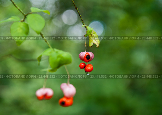 Бересклет бородавчатый (Euonymus verrucosus), летний день. Стоковое фото, фотограф E. O. / Фотобанк Лори