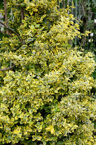 Бересклет Форчуна, сорт Emerald Gold  (Euonymus fortunei). Общий вид. Стоковое фото, фотограф Ирина Борсученко / Фотобанк Лори