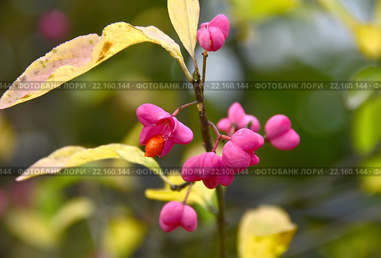 Бересклет (лат. Euonymus europaeus) Стоковое фото, фотограф lana1501 / Фотобанк Лори