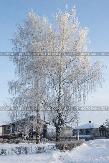 Береза, запорошенная снегом в деревне (2010 год). Стоковое фото, фотограф Александр Антонников / Фотобанк Лори