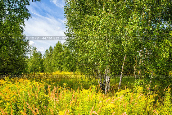Березняк на краю леса. Стоковое фото, фотограф Илья Старков / Фотобанк Лори
