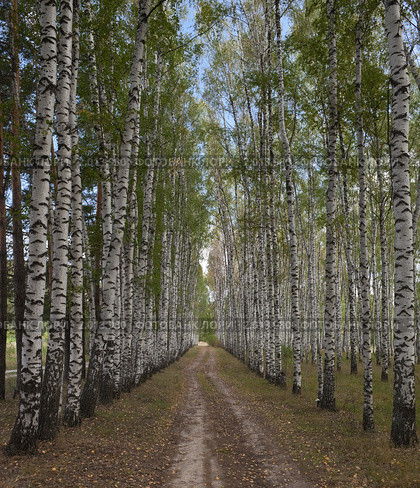 Березовая аллея. Стоковое фото, фотограф Иван Сазыкин / Фотобанк Лори