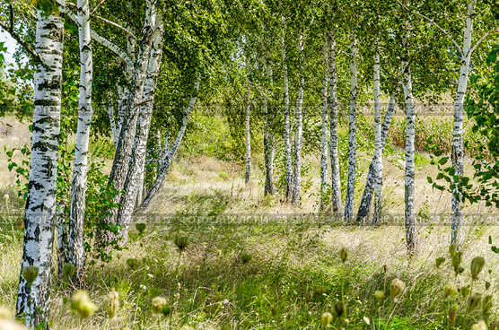 Берёзовая аллея. Стоковое фото, фотограф Светогор Александр Романович / Фотобанк Лори
