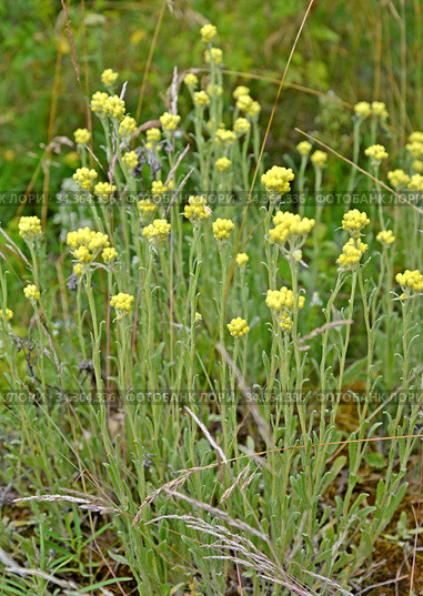 Бессмертник песчаный (Helichrysum arenarium (L.) Moench). Цветущие растения. Стоковое фото, фотограф Ирина Борсученко / Фотобанк Лори