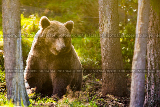 Big brown bear in the sunset in the woods. This bear is called ursus arctos. . Large adult brown bear in the forest. Стоковое фото, агентство Ingram Publishing / Фотобанк Лори