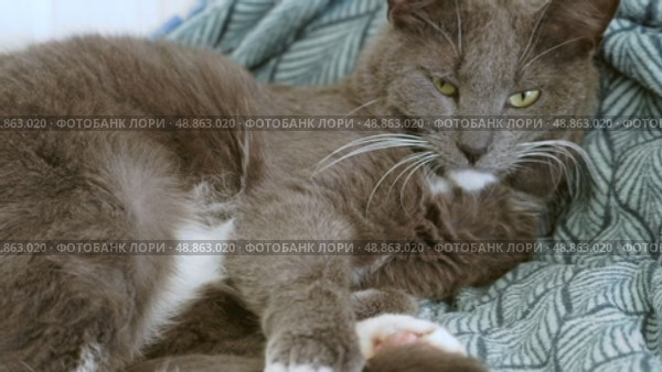 Big gray lazy cat lies, yawns and meows. Close-up of a cat's head and muzzle. Feline saying meow, posing, stretching. Sleepy kitty. Funny domestic animals humor. Happy pets. Lovely Resting Pose. Стоковое видео, видеограф Марина Демидюк / Фотобанк Лори
