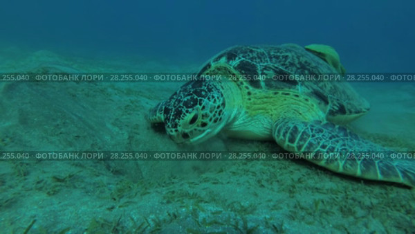 Big Green Sea Turtle (Chelonia mydas) with Remora fish (Echeneis naucrates) eats the sea grass on a sandy bottom, Red sea, Marsa Alam, Abu Dabab, Egypt. Стоковое видео, видеограф Некрасов Андрей / Фотобанк Лори