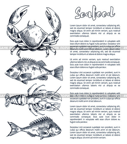 Big lobster and crayfish, bream or bass snack seafood vintage hand drawn vector illustration poster in sketch style with text sample for promotion.. Lobster and Crayfish, Bream or Bass Seafood Poster. Стоковая иллюстрация, агентство Ingram Publishing / Фотобанк Лори