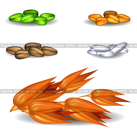 Big oat grains with other small harvest in piles isolated on white. Closeup heaps of crude harvest crops for various purposes vector poster. Oat Grains with Other Harvest in Piles on White. Стоковая иллюстрация, агентство Ingram Publishing / Фотобанк Лори