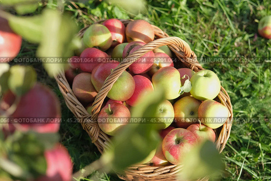 Big Red Apples In Farm Basket. Wicker Basket of ripe fresh apples. Product extracted from Apple. Autumn And Harvest Concept. Apple Orchard, Harvesting. Fruit Garden at Fall Crop. Sunny Day, Shadow. Стоковое фото, фотограф Марина Демидюк / Фотобанк Лори