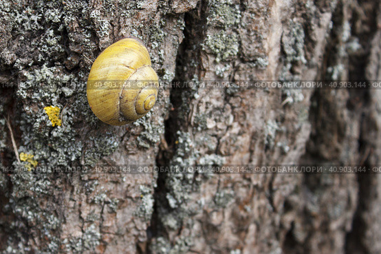 Big snail on a tree trunk. Стоковое фото, фотограф Радомир Тарасов / Фотобанк Лори