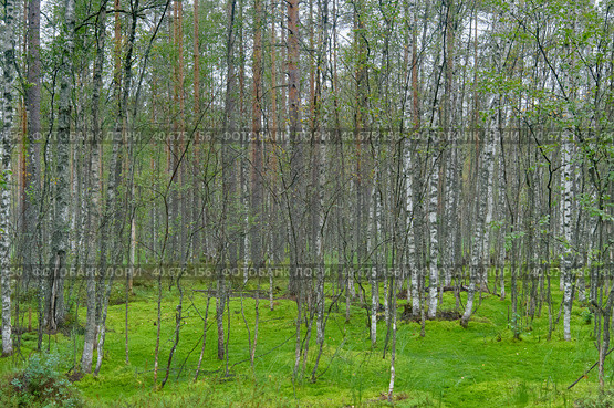 Birches on the swamp. Стоковое фото, фотограф Анна Кривицкая / Фотобанк Лори
