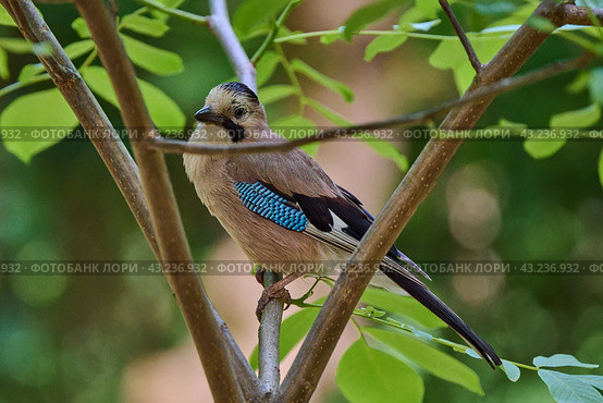 Bird Eurasian Jay Garrulus glandarius sitting on the forest pound. Стоковое фото, фотограф Владимир Глинский / Фотобанк Лори