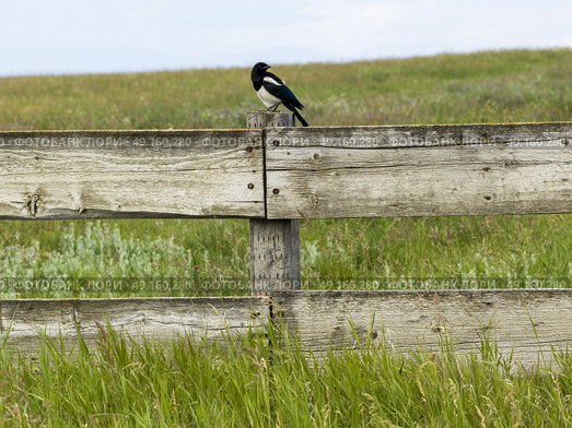 Bird perching on wooden fence at farm, Alberta, Canada. Стоковое фото, агентство Ingram Publishing / Фотобанк Лори