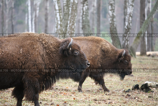 Бизоны (2010 год). Редакционное фото, фотограф Наталья Волкова / Фотобанк Лори