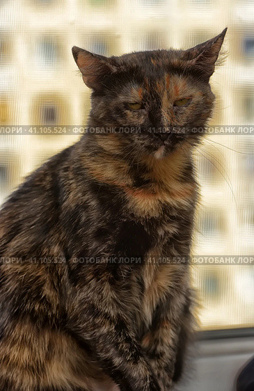 Black and red cat portrait. Стоковое фото, фотограф Анна Кривицкая / Фотобанк Лори