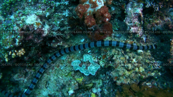 Black-banded Sea Krait or blue-lipped sea krait - Laticauda laticaudata, swims by coral reef, Oceania, Indonesia, Southeast Asia. Стоковое видео, видеограф Некрасов Андрей / Фотобанк Лори