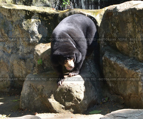 Black bear in the park, zoo in Asia. Стоковое фото, агентство Ingram Publishing / Фотобанк Лори