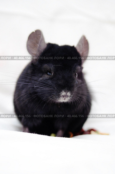 Black chinchilla. Стоковое фото, фотограф Анна Кривицкая / Фотобанк Лори