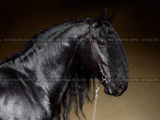 Black friesian dressage horse on dark  stable background. Черная (вороная) фризская выездковая лошадь на темном фоне конюшни. Стоковое фото, фотограф Михаил Кондрашов / Фотобанк Лори
