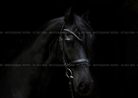 Black friesian dressage horse on dark  stable background. Черная (вороная) фризская выездковая лошадь на темном фоне конюшни. Стоковое фото, фотограф Михаил Кондрашов / Фотобанк Лори