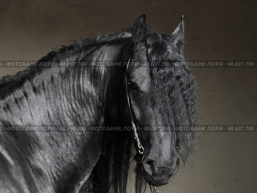 Black friesian dressage horse on dark stable background. Черная (вороная) фризская выездковая лошадь на темном фоне конюшни. Стоковое фото, фотограф Михаил Кондрашов / Фотобанк Лори