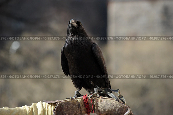 Black hand raven on glove. Стоковое фото, фотограф Анна Кривицкая / Фотобанк Лори