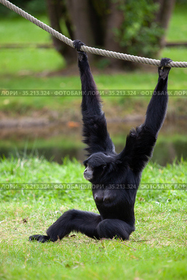 Black-headed Spider Monkey hangs on a rope in a German park. Стоковое фото, фотограф Restyler Viacheslav / Фотобанк Лори