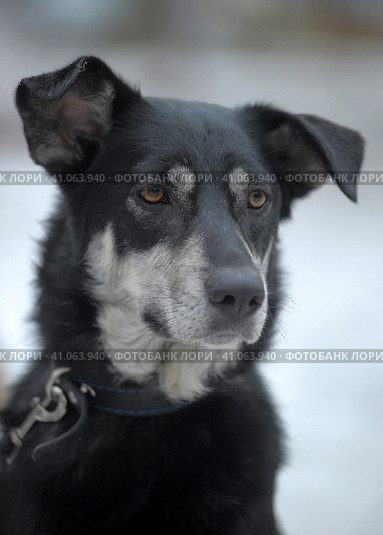 Black with white dog pooch on a leash in winter. Стоковое фото, фотограф Анна Кривицкая / Фотобанк Лори