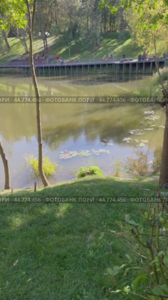 Благоустроенный парк у прудов на Чертановской улице. Красивые водные растения у берега. Город Москва, Южное Чертаново, Россия. Редакционное видео, видеограф Щеголева Ольга / Фотобанк Лори