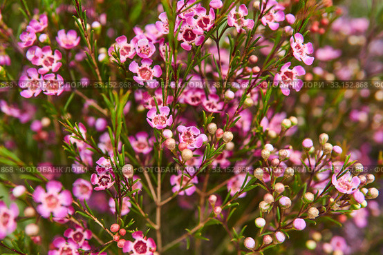 Blooming chamelaucium bush with purple flowers. Стоковое фото, фотограф Евгений Харитонов / Фотобанк Лори