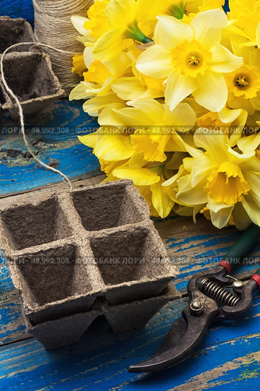 blooming daffodils,peat pots,secateurs on wooden background.Selective focus. Стоковое фото, агентство Ingram Publishing / Фотобанк Лори