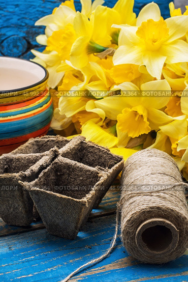 blooming daffodils,peat pots,secateurs on wooden background.Selective focus. Стоковое фото, агентство Ingram Publishing / Фотобанк Лори