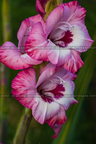 Blooming Gladiolus hybridus in the garden. Стоковое фото, фотограф Наталья Симакова / Фотобанк Лори