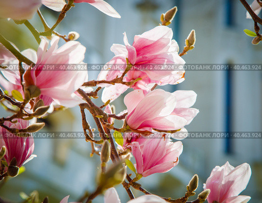 Blooming magnolia in spring close-up. The concept of spring, flowering plants. Стоковое фото, фотограф Юрий Поздников / Фотобанк Лори