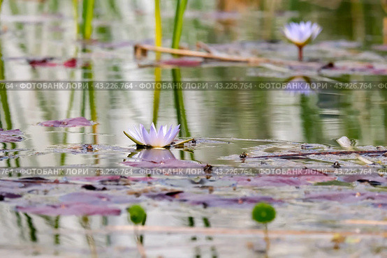 Blooming nymphea in the pond (Lat. - nymphaea caerulea) Стоковое фото, фотограф Irina Opachevsky / Фотобанк Лори