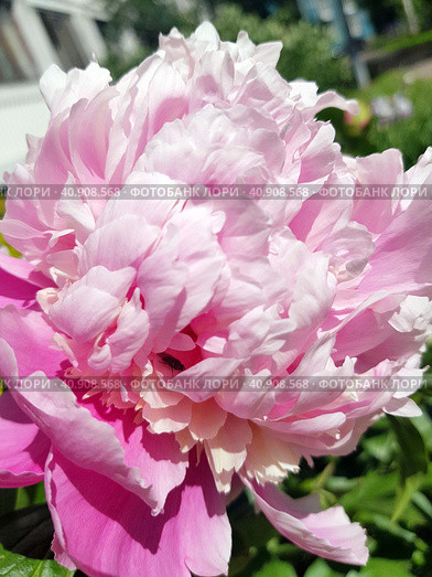 Blooming peony on a bush. Стоковое фото, фотограф Анна Кривицкая / Фотобанк Лори