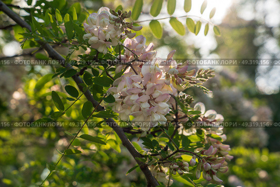 Blooming robinia pseudoacacia, commonly known in Russian as white acacia, is a fast—growing tree, a species of the genus Robinia of the Legume family Fabaceae on a sunny spring day, Astrakhan, Russia. Стоковое фото, фотограф Ula Ulachka / Фотобанк Лори